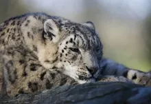 animals leopards 5616x3744 wallpaper Art HD Wallpaper